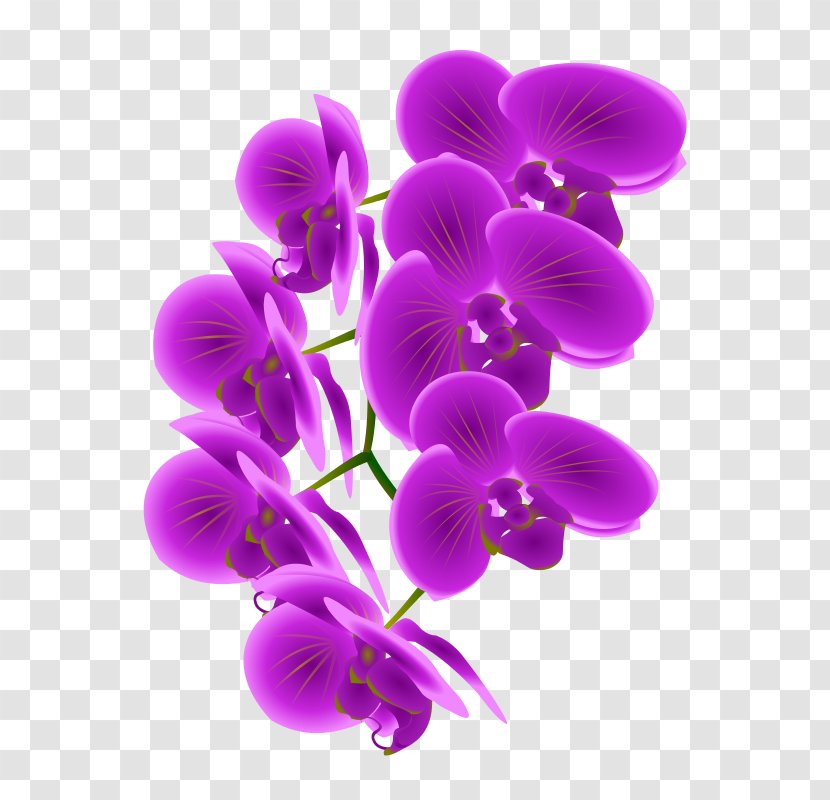 Cattleya Orchids Clip Art - Purple - Orchid Cliparts Transparent PNG