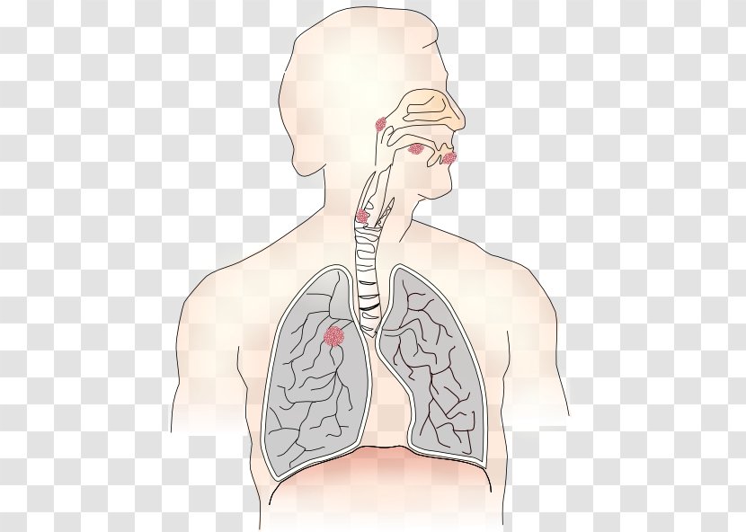 Respiratory System Therapist Respiration Breathing Lung - Heart - Free Best Clipart Images Transparent PNG