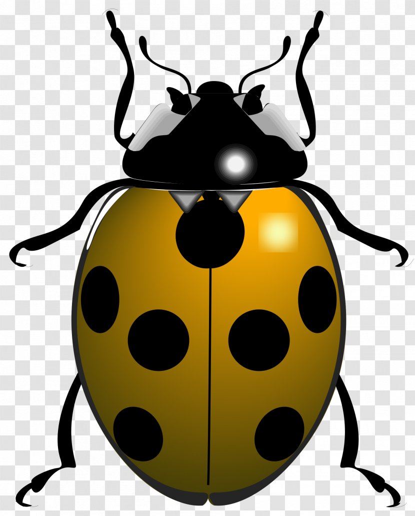Ladybird Beetle Scolopendra Gigantea Clip Art Transparent PNG