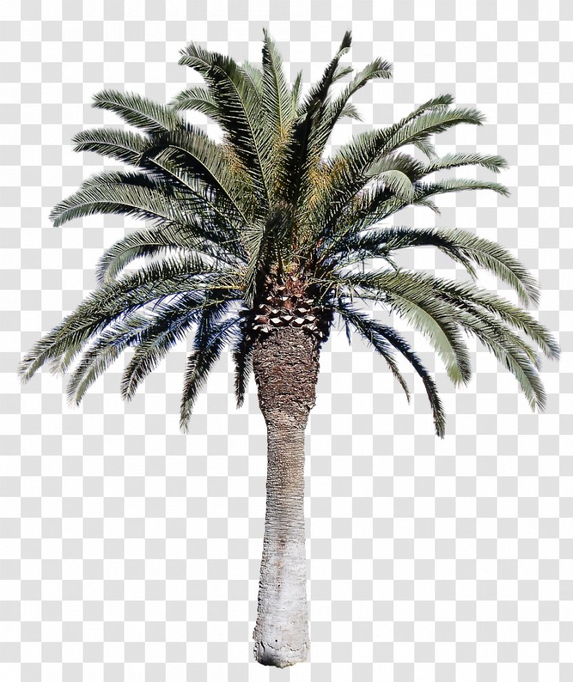Palm Tree - Attalea Speciosa - Fruit Borassus Flabellifer Transparent PNG