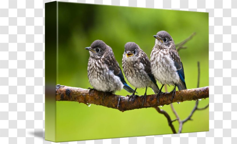 House Sparrow American Sparrows Imagekind Finches - Lark Transparent PNG