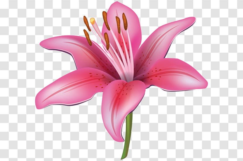 Flower Easter Lily Tiger Clip Art - Water Lilies - 8th March Transparent PNG