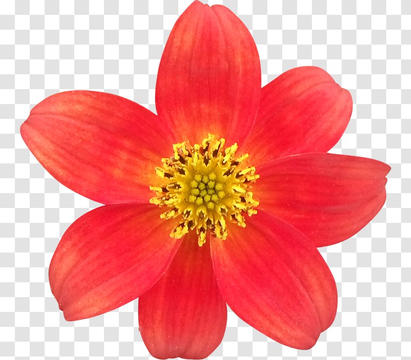 Clipping Path Flower Photography Royalty-free - Digital Scrapbooking Transparent PNG