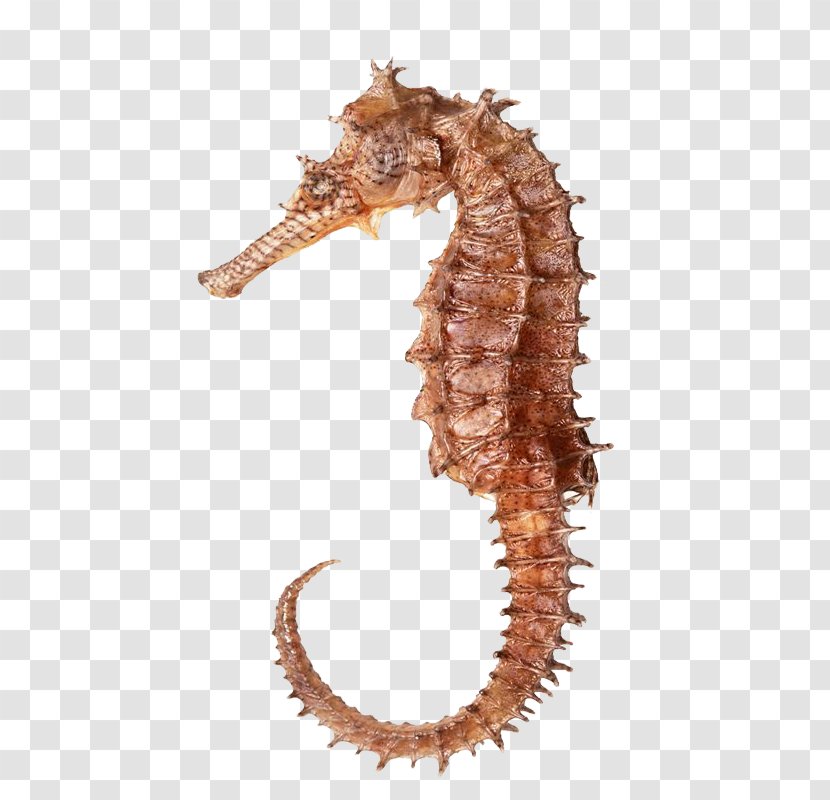 Seahorse Hippocampus Download Icon - Bony Fishes - Golden Transparent PNG