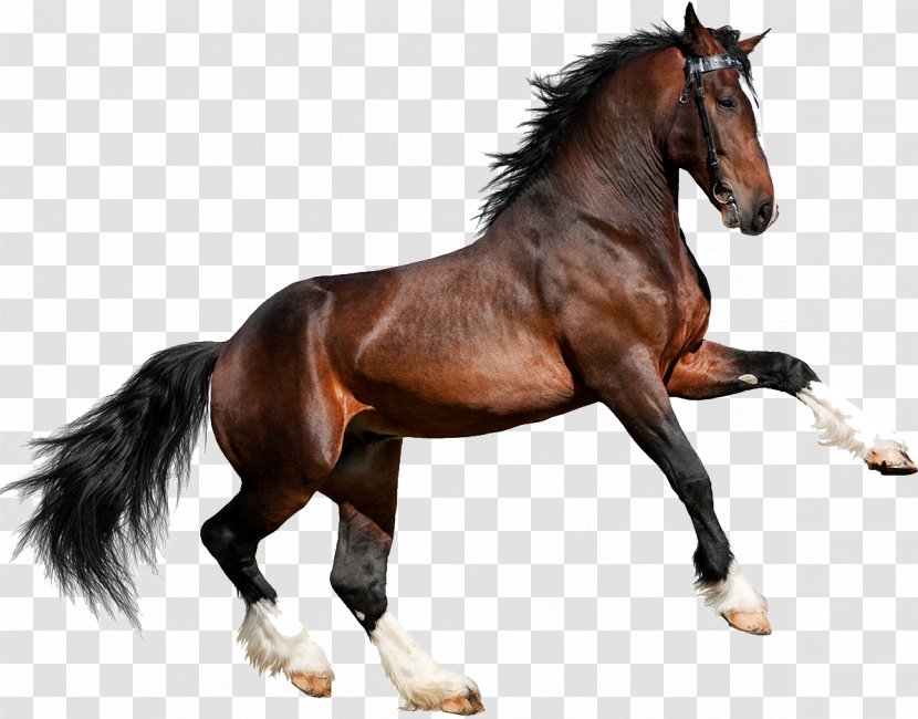 Clydesdale Horse Gallop Equestrian Stock Photography Bay - Rein - U Transparent PNG