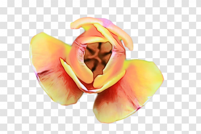 Petal Flower Fruit Transparent PNG