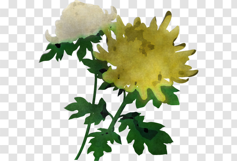 Chrysanthemum Chrysanths Transparent PNG