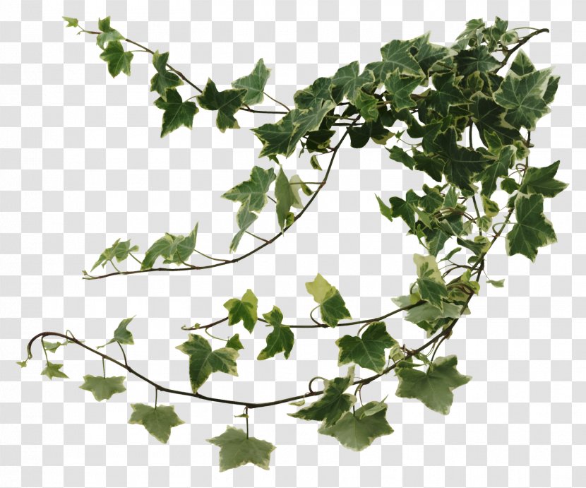 Common Ivy Houseplant Devil's Vine - Devil S - Vines Transparent PNG