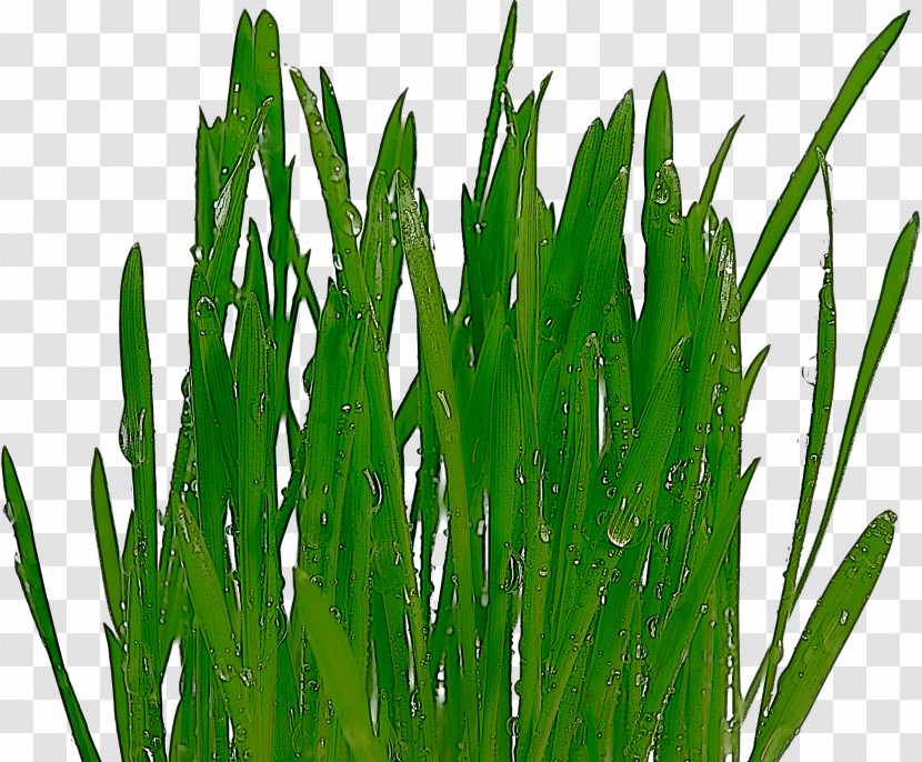 Grass Plant Green Grass Family Leaf Transparent PNG