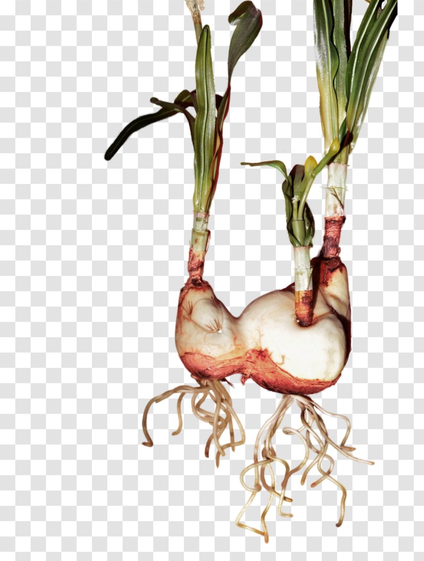 Bulb Tulip Flower Root Plant Stem - Food Transparent PNG