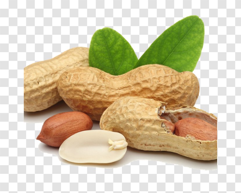 Cashew Tree - Deepfried Peanuts - Fruit Superfood Transparent PNG