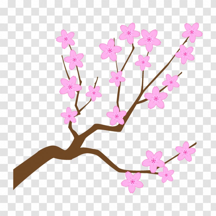 Cherry Blossom - Spring - Cut Flowers Transparent PNG