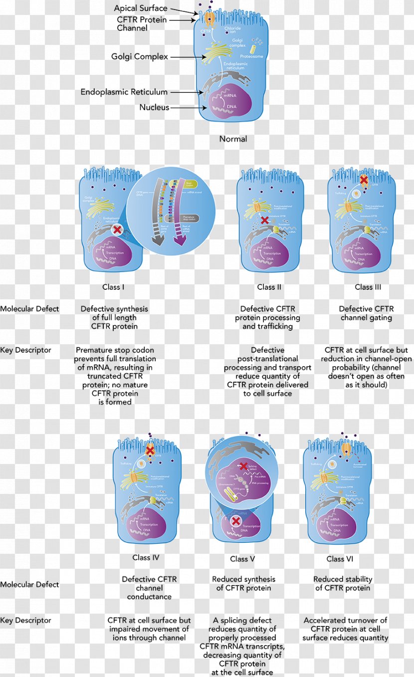 Cystic Fibrosis Transmembrane Conductance Regulator Mutation Protein Cell - Molecules Transparent PNG