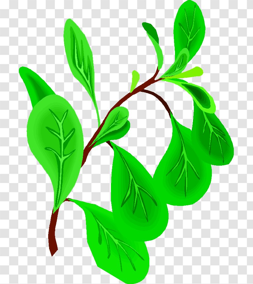 Oregano Herb Basil Clip Art - Marjoram - Affittacamere La Guglia Transparent PNG