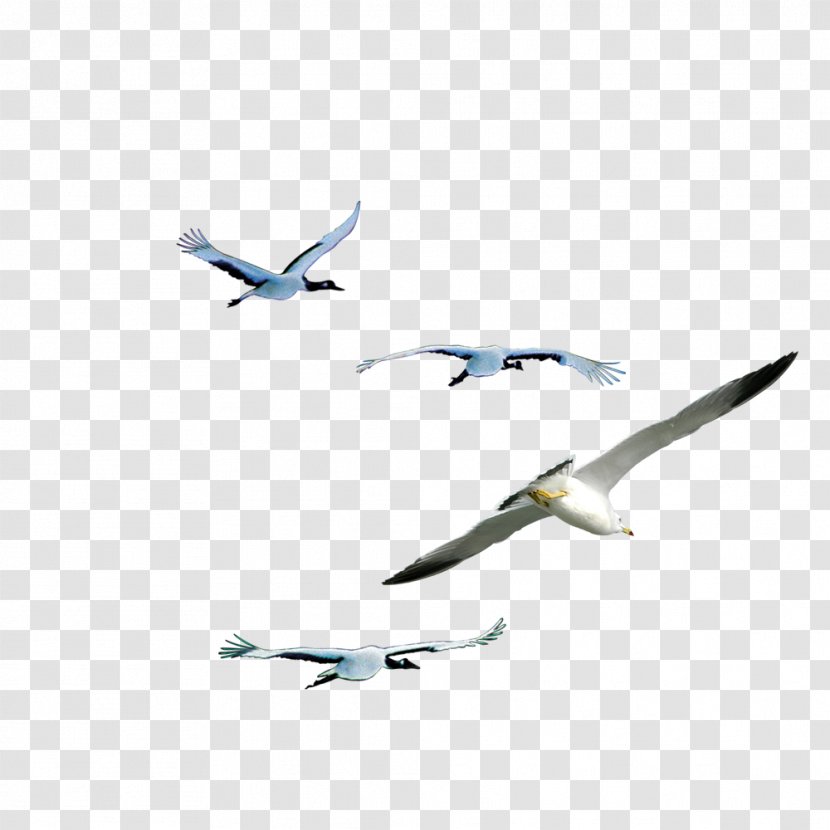 Animal Flight Bird Wing - Flying Transparent PNG