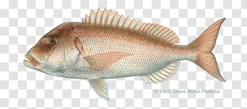 Common Dentex Scup Porgy Fishing - Red Seabream - Cuttle-fish Transparent PNG