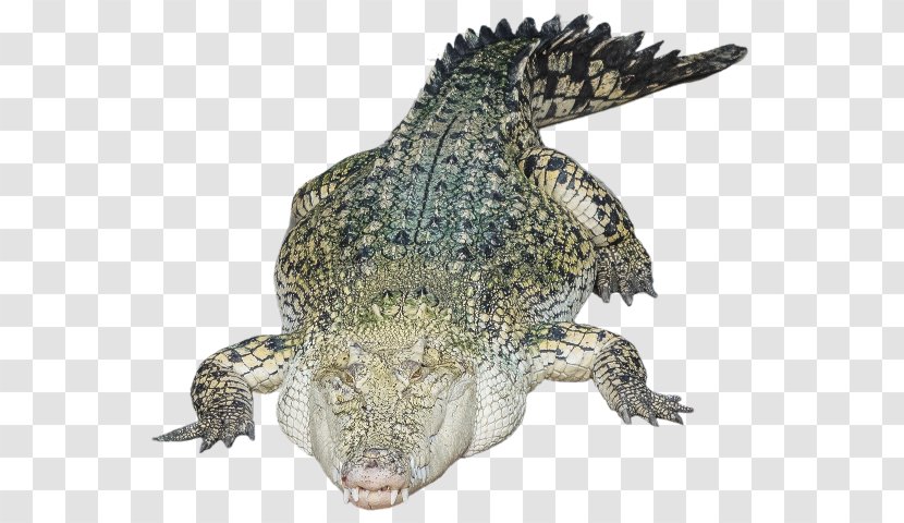 Nile Crocodile Alligators Clip Art Transparent PNG
