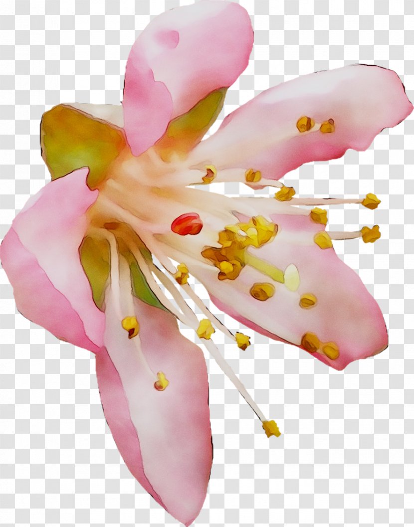 Moth Orchids Cut Flowers Pink M - Orchid - Lily Transparent PNG