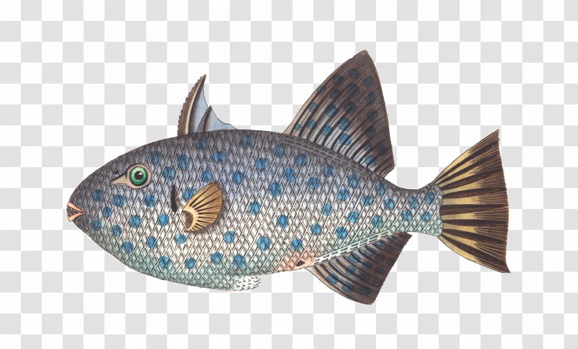 Fishing Animal - Organism - Fish Transparent PNG