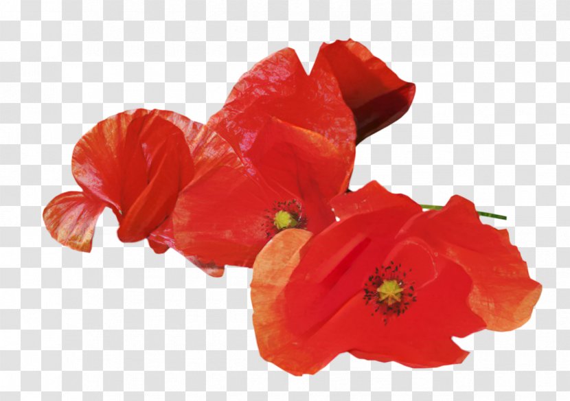 Anzac Day Armistice Remembrance Poppy Australian And New Zealand Army Corps - Cenotaph - Family Transparent PNG