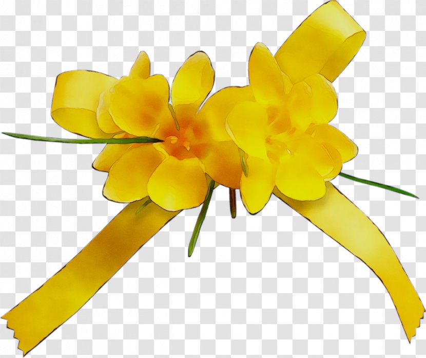 Yellow Cut Flowers Plant Stem Flowering - Petal - Amaryllis Family Transparent PNG