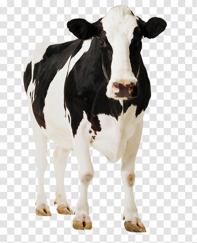 Standee Holstein Friesian Cattle Poster Cardboard Paperboard - Snout - Animal Collection Transparent PNG
