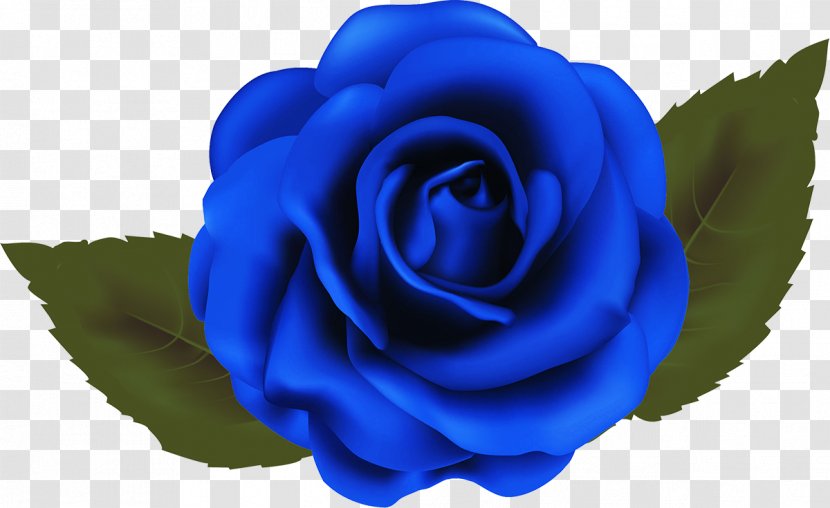 Garden Roses Blue Rose Beach Cabbage - Petal - A Transparent PNG
