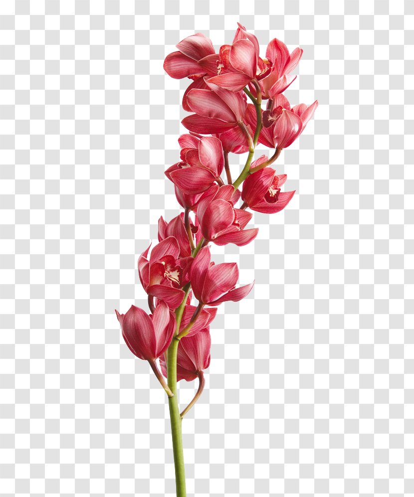 Cut Flowers Orchids Floristry Petal - Flower Transparent PNG
