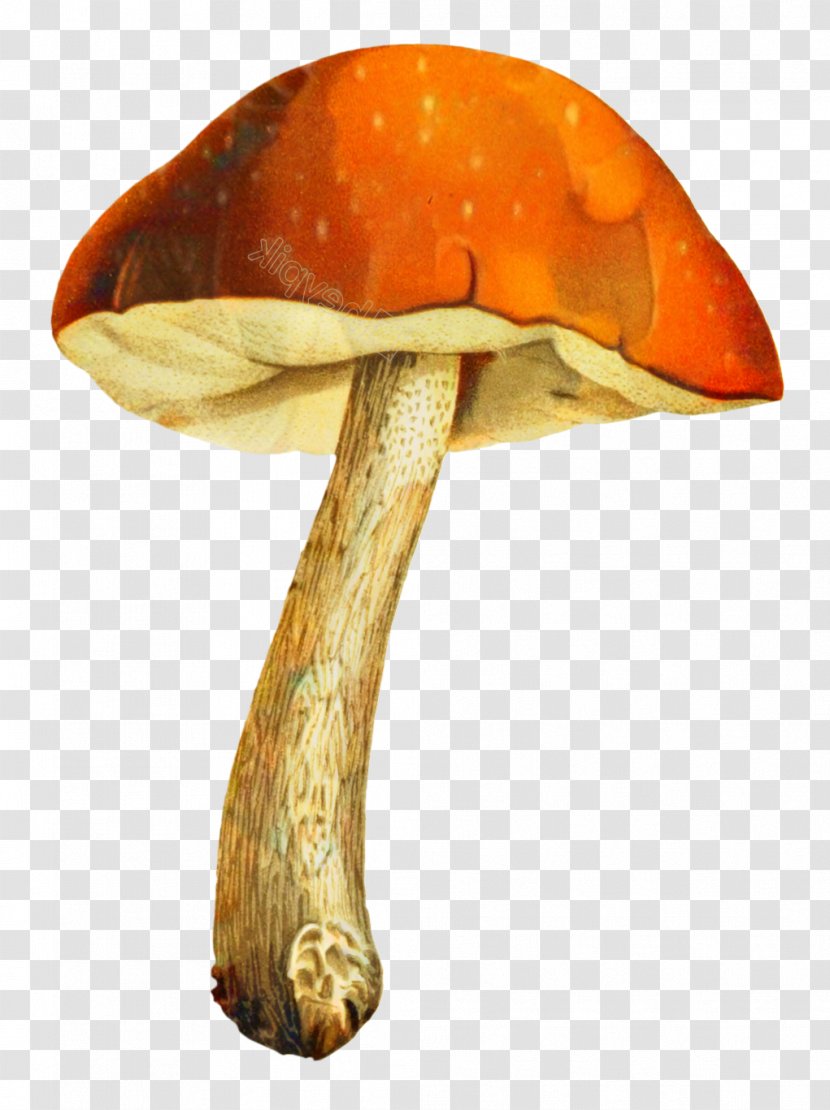 Edible Mushroom Medicinal Fungi Medicine Orange S.A. - Agaricomycetes Transparent PNG