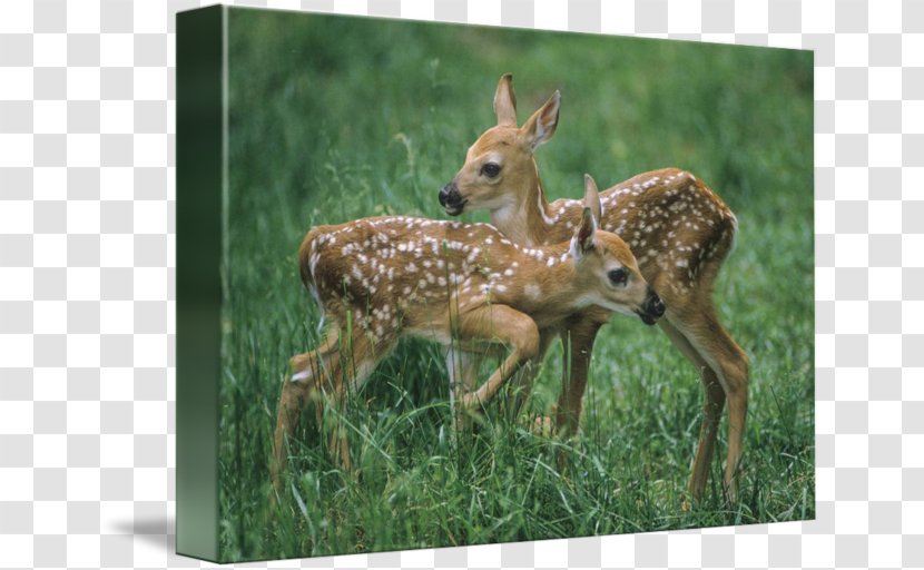 White-tailed Deer Terrestrial Animal Wildlife Transparent PNG