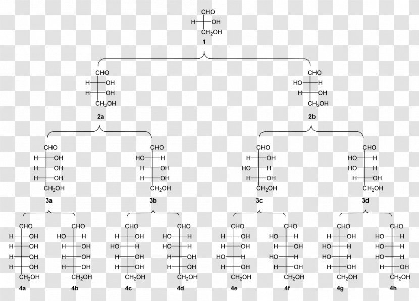 Aldose Glyceraldehyde Threose Fischer Projection Ketose - Cartoon - Family Tree Transparent PNG
