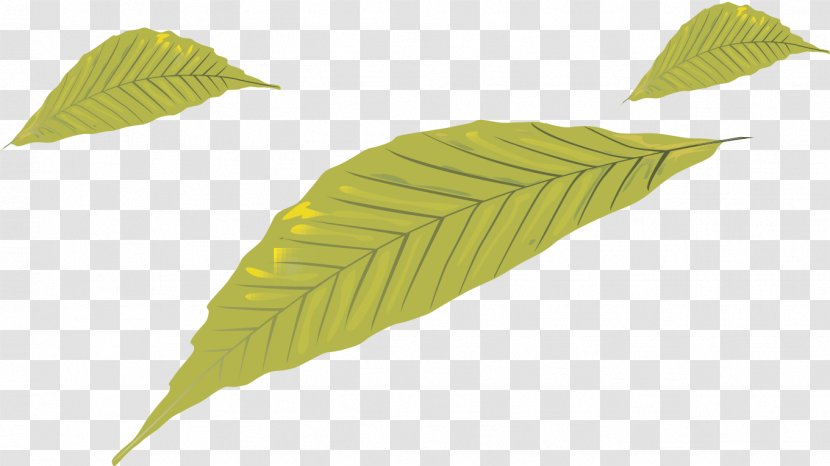 Leaf - Plant - Leaves Transparent PNG