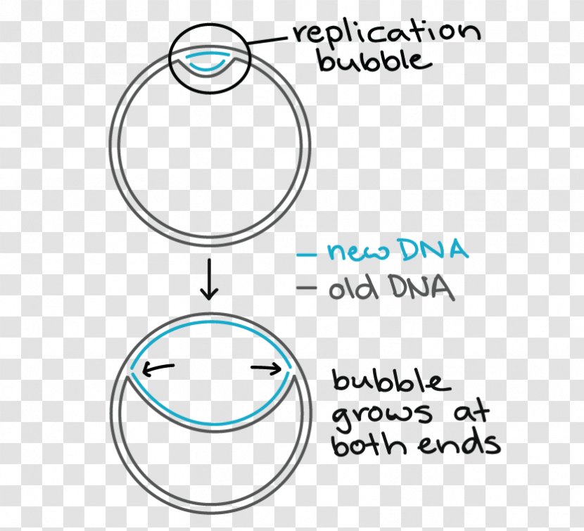 DNA Replication Prokaryote Bacteria Origin Of - Dna Transparent PNG