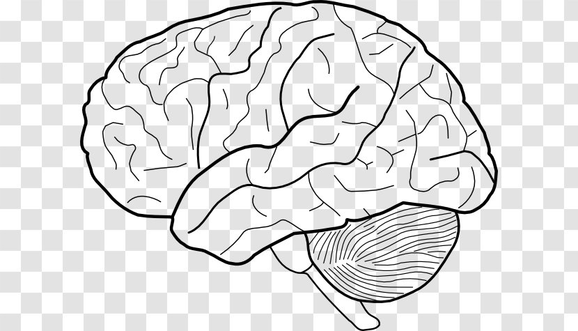 Outline Of The Human Brain Drawing Clip Art - Flower Transparent PNG