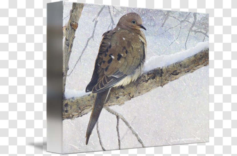 Hawk Fauna Wood Beak American Sparrows - Mourning Transparent PNG