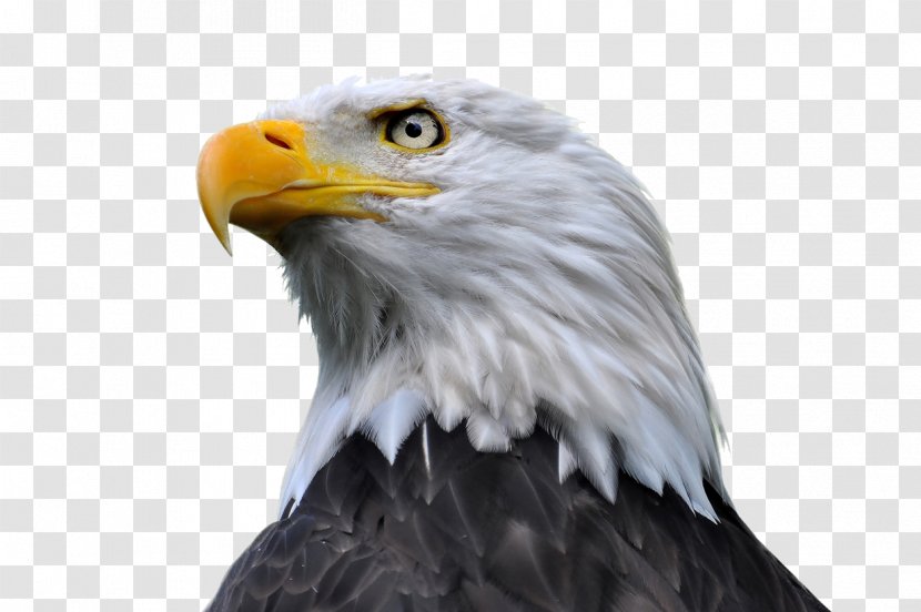 Bald Eagle Stock Photography - Tawny Transparent PNG