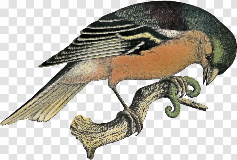 Swallow Bird - Feather - Sparrow Songbird Transparent PNG