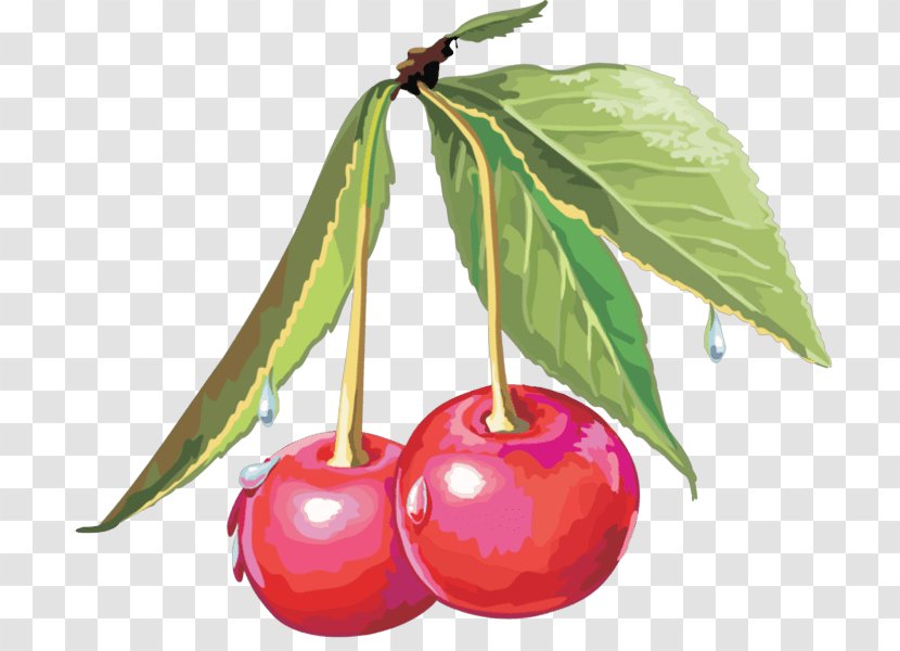 Cerasus Drawing Sweet Cherry Clip Art Transparent PNG