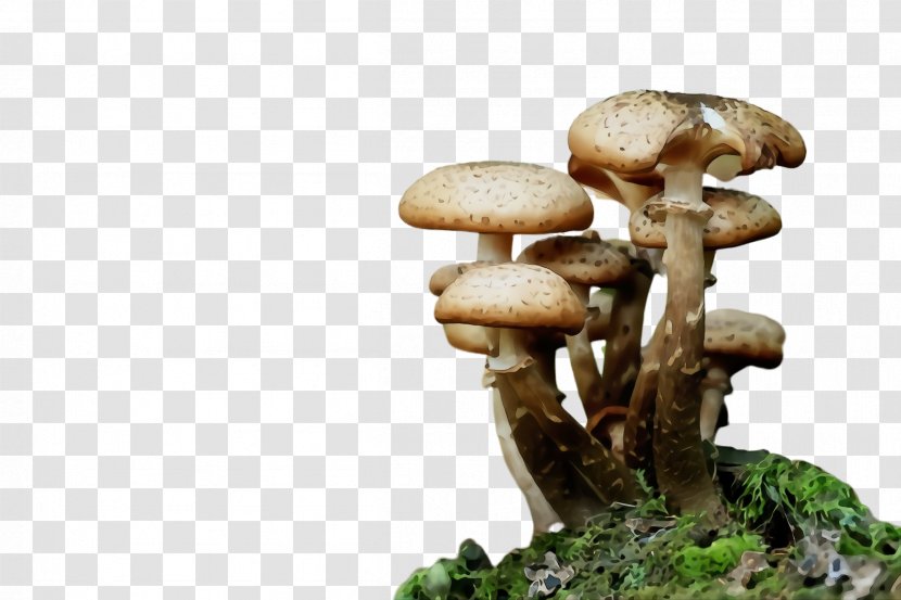 Mushroom Edible Agaricus Champignon Agaricaceae - Shiitake - Medicinal Transparent PNG