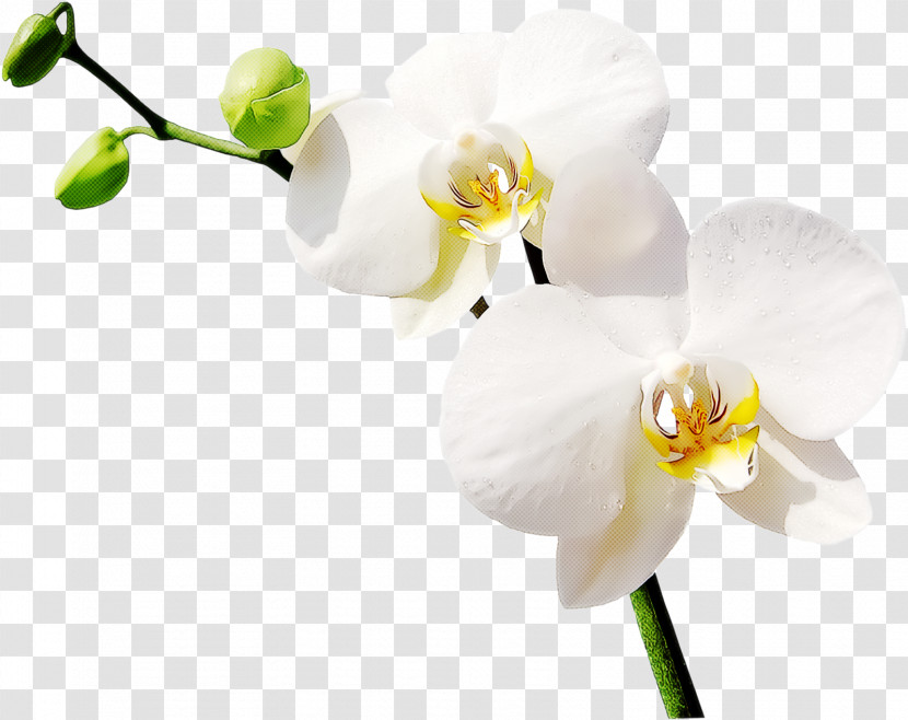 Flower Moth Orchid White Plant Petal Transparent PNG