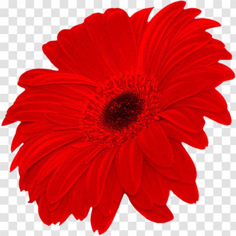 Transvaal Daisy Common Flower Clip Art - Color Transparent PNG