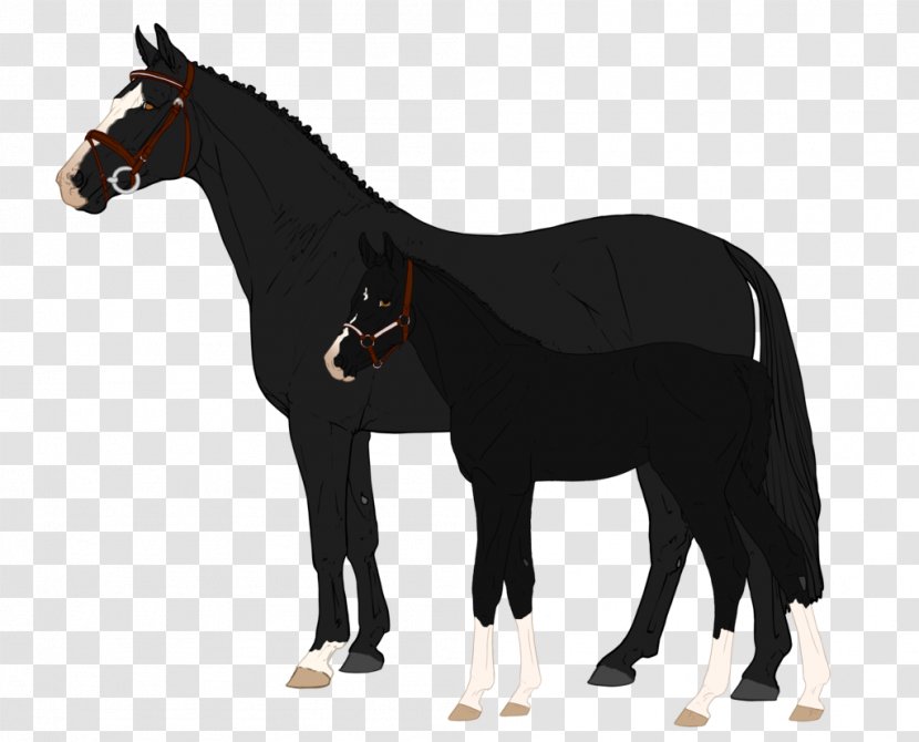 Mustang Pony Arabian Horse Foal Stallion Transparent PNG