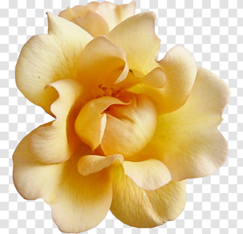 Flower Garden Roses Yellow Scrapbooking - Petal Transparent PNG