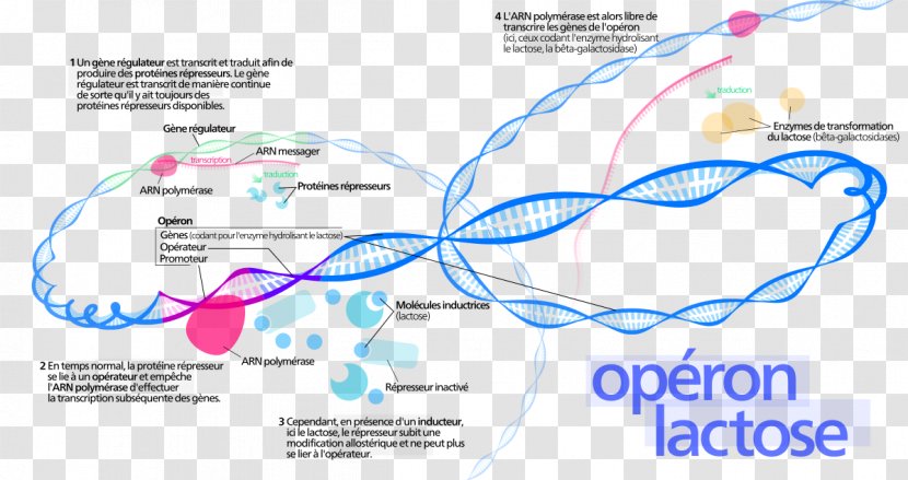 Brand Organization - Diagram - Design Transparent PNG