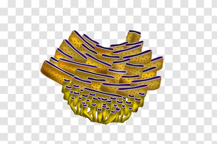 Rough Endoplasmic Reticulum Smooth Cell Organelle Transparent PNG