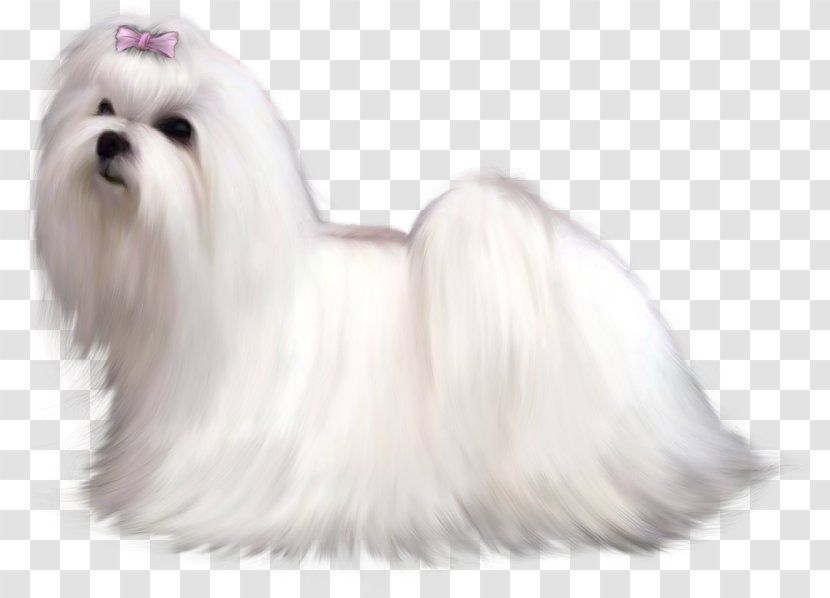Maltese Dog Bolognese Bolonka Yorkshire Terrier Russkiy Toy - Painted Clipart Picture Transparent PNG