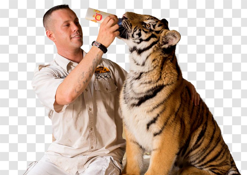 Branson's Promised Land ZOO Tiger Bransons Wild World Tourist Attraction - Mammal Transparent PNG