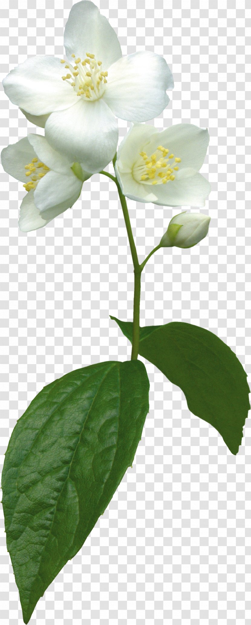Flower Jasmine Plant Clip Art Transparent PNG