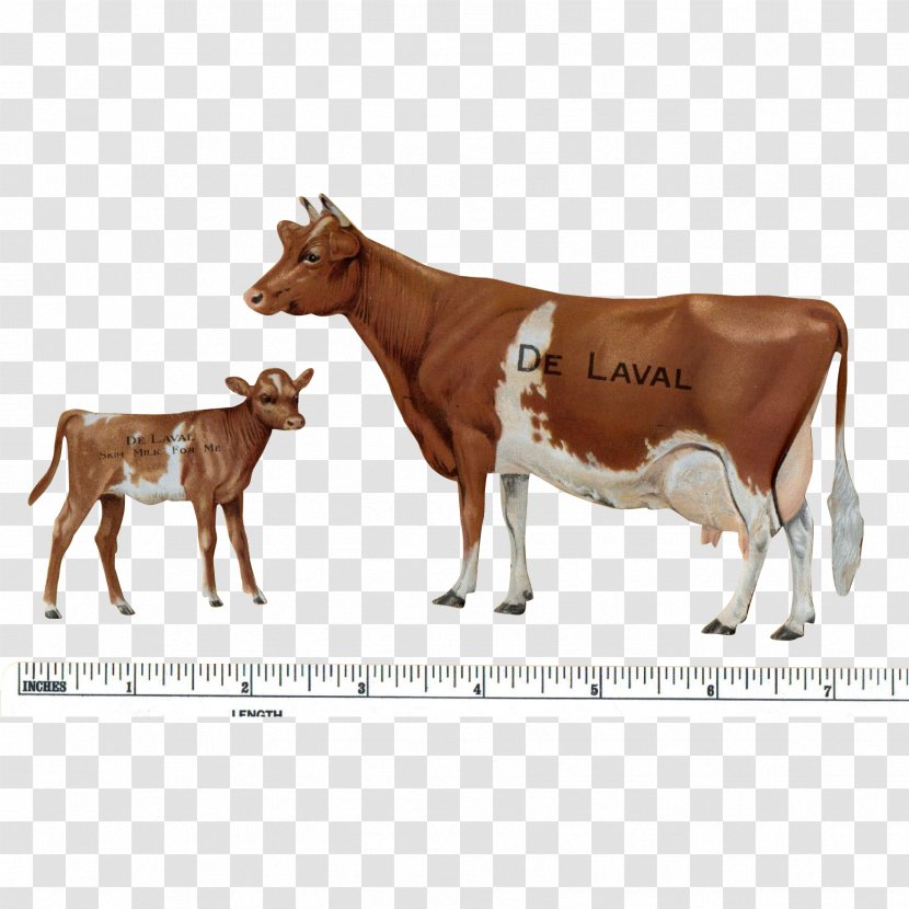Guernsey Cattle Calf Jersey Beef Dairy - Cow Goat Family - Clarabelle Transparent PNG