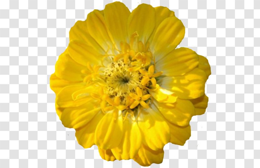 Flower Yellow Petal Seed Marigold - Flowering Plant - Fondo Transparent PNG